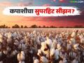 Kapas Cultivation : खरीपात मोठा ट्विस्ट; 'या' पिकाला शेतकऱ्यांची सर्वाधिक पसंती वाचा सविस्तर - Marathi News | latest news Kapas Cultivation: Big twist in Kharif; Farmers prefer this crop the most Read in detail | Latest agriculture News at Lokmat.com