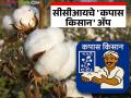 CCI Cotton Farmers App : सीसीआयचे 'कापस किसान' ॲप; शेतकऱ्यांसाठी कापसाची ऑनलाइन नोंदणी सुरू - Marathi News | latest news CCI Cotton Farmers App: CCI's 'Cotton Kisan' app; Online registration of cotton for farmers begins | Latest agriculture News at Lokmat.com
