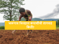 Cotton Sowing : आतापर्यंत जळगाव जिल्ह्यात कपाशीची लागवड किती झाली? वाचा सविस्तर - Marathi News | Latest News Till now how much cotton has been sowing in Jalgaon district | Latest agriculture News at Lokmat.com