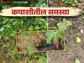 कपाशीतील कायीक वाढ, पाते, फुलगळ आणि लाल्यावर हे करा सोपे उपाय - Marathi News | Remedies for excess vegetative growth, leaf and flower drop, red leaf in cotton | Latest agriculture News at Lokmat.com