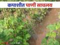 Cotton Crop Management : कपाशी पिकात पाणी साचलय कसे कराल व्यवस्थापन - Marathi News | Cotton Crop Management: How to manage water retention in cotton crop | Latest agriculture News at Lokmat.com