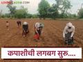 Cotton Sowing : अमरावती जिल्ह्यात कपाशीची पेरणी सुरू; सोयाबीनसाठी अजून पाऊस हवा वाचा सविस्तर - Marathi News | latest news Cotton Sowing: Cotton sowing begins in Amravati district, more rain is needed for soybeans Read in detail | Latest agriculture News at Lokmat.com