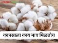 Cotton Market : काटोल, वर्धा बाजारात कापसाला काय भाव मिळतोय? वाचा आजचे बाजारभाव - Marathi News | Latest News Kapus Bajarbhav Cotton Market price in Katol, Wardha market see details | Latest agriculture News at Lokmat.com