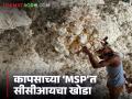 कापसाच्या ‘MSP'त सीसीआयचा खाेडा, ओलाव्यानुसार सध्याचे दर काय आहेत?  - Marathi News | Latest news CCI's move in cotton's 'MSP', see cotton current rates according to moisture | Latest agriculture News at Lokmat.com