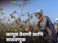 Cotton Production : कापसाची वेचणी व साठवणूक करताना काय काळजी घ्यावी? वाचा सविस्तर  - Marathi News | Latest News kapus vechani What care should be taken while picking and storing cotton Read in detail  | Latest agriculture News at Lokmat.com