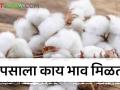 Cotton Market : अकोल्यातील 'या' बाजारात कापसाला हमीभाव, वाचा आजचे बाजारभाव - Marathi News | Latest News Cotton Market msp price of cotton in market in Akola see market price | Latest agriculture News at Lokmat.com