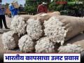 Cotton Market : कापूस निर्यातदार भारत हाेताेय माेठा आयातदार, सरकारी धाेरणांमुळे उलटा प्रवास सुरू  - Marathi News | latest news India America Trade Deal Cotton exporter India is now the largest importer | Latest agriculture News at Lokmat.com