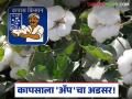Kapus Kharedi : कापसाला 'ॲप'चा अडसर; लाखो शेतकऱ्यांची विक्री रखडली वाचा सविस्तर - Marathi News | latest news Kapus Kharedi: Cotton is hampered by the 'app'; Sales of lakhs of farmers are stalled Read in detail | Latest agriculture News at Lokmat.com
