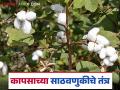Cotton Storage : कापसाची साठवणूक पत्र्याच्या घरात करावी की स्लॅबच्या घरात? वाचा सविस्तर  - Marathi News | Latest News Kapus sathvanuk Should cotton be stored in sheet house or slab house Read in detail | Latest agriculture News at Lokmat.com