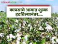 Kapus Bajar Bhav : कापसावरील आयात शुल्क हटविल्यानंतर दर कसे आहेत? वाचा सविस्तर  - Marathi News | Latest news Kapus Bajar Bhav prices after removal of import duty on cotton Read in detail | Latest agriculture News at Lokmat.com