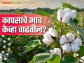 Kapus Market ; कापूस उत्पादकांवर संक्रांत कायम, आता भाव केव्हा वाढतील? वाचा सविस्तर  - Marathi News | Latest News Kapus Bajarbhav demand increases, cotton prices may increase Read in detail | Latest agriculture News at Lokmat.com