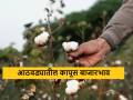 Cotton Market : कापूस आवकेत कमालीची घसरण, मागील आठवडाभर काय दर मिळाला? वाचा सविस्तर  - Marathi News | Latest News Cotton imports fell sharply, kapus bajarbhav last week Read in detail  | Latest agriculture News at Lokmat.com