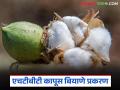 एचटीबीटी कापूस बियाणे प्रकरण : विनावाॅरंट झडतीसह शेतकऱ्यास अटक कशी केली? - Marathi News | | Latest agriculture News at Lokmat.com