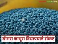 Bogus Biyane : दरवर्षीं बोगस बियाण्यांवर कारवाई, कृषी विभागाकडून ठोस पावले का उचलली जात नाहीत?  - Marathi News | Latest News Bogus Biyane Sales of fake cotton seeds are increasing in maharashtra | Latest agriculture News at Lokmat.com