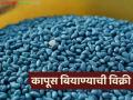 Kapus Biyane Vikri : सरकारकडून कापूस बियाणे विक्री व पुरवठ्याबाबत वेळापत्रक जाहीर, 'या' तारखेपासून विक्री  - Marathi News | Government announces schedule for sale and supply of cotton seeds, sale from this date | Latest agriculture News at Lokmat.com