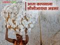 Kapus Market : ओलाव्यानुसार कापसाचे दर कसे राहतील, ओलावा किती असायला हवा? वाचा सविस्तर  - Marathi News | Latest news Kapus Market How will cotton prices be affected by moisture, what should be moisture content Read in detail | Latest agriculture News at Lokmat.com