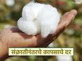 कापसावरील आयात शुल्क पुन्हा लागू, सध्या दर कसे आहेत, संक्रातीनंतर दर कसे राहतील?  - Marathi News | Latest News Import duty on cotton re-imposed, see current rates, how will rates remain after Sankranti | Latest agriculture News at Lokmat.com