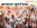Cotton Production Mission : ... तर सरकारचे कापूस उत्पादकता मिशन ठरेल फेल, जाणून घ्या सविस्तर - Marathi News | latest news Government will provide long-staple varieties, what is Cotton Production Mission Read in detail | Latest agriculture News at Lokmat.com