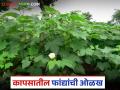 कापूस पिकातील गळफांदी आणि फळफांदी कशी ओळखायची? वाचा सविस्तर - Marathi News | How to identify different branches in cotton crop? Read in detail | Latest agriculture News at Lokmat.com