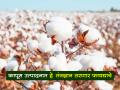 कमी पाणी आणि कमी खतांचे आधुनिक कापूस लागवड तंत्रज्ञान - Marathi News | Modern cotton cultivation technology with less water and less fertilizers | Latest agriculture News at Lokmat.com
