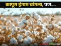 Cotton Market : कापूस बहरला, नंदुरबार जिल्ह्यात खरेदी केंद्रावर अपेक्षित भावचं नाही, वाचा सविस्तर  - Marathi News | Latest news no expected price cotton buying center in Khetia market yard of Nandurbar district | Latest agriculture News at Lokmat.com