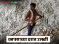 कापसाच्या दरात उसळी; कुठे मिळतोय प्रतिक्विंटल 8 हजार रुपयांचा दर, वाचा सविस्तर - Marathi News | Latest news Cotton prices surge; Market at Rs 8 thousand 650 ruppees per quintal, read in detail | Latest agriculture News at Lokmat.com
