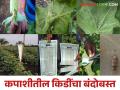 कपाशीवरील किडींची आर्थिक नुकसानीची पातळी ओळखून कसे कराल जैविक व्यवस्थापन - Marathi News | Identifying the economic threshold level of cotton pests and how to do its integrated management | Latest agriculture News at Lokmat.com