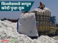 Kapus Kharedi : कापूस खरेदीचा पेच सुटला; सिल्लोडमधील १८ जिनिंगना 'सबयार्ड'चा दर्जा वाचा सविस्तर - Marathi News | latest news Kapus Kharedi: Cotton procurement issue solved; 18 ginning plants in Sillod get 'subyard' status Read in detail | Latest agriculture News at Lokmat.com