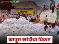 Kapus Kharedi : पैठणमध्ये कापूस खरेदीचा विक्रम; शेतकऱ्यांचा सीसीआयकडे वाढता ओढा - Marathi News | latest news Kapus Kharedi: Record cotton purchase in Paithan; Farmers' growing attraction towards CCI | Latest agriculture News at Lokmat.com