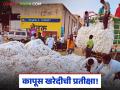 Kapus Kharedi : कापूस खरेदीची प्रतीक्षा; शेतकऱ्यांना सीसीआयकडून न्यायाची अपेक्षा! - Marathi News | latest news Kapus Kharedi: Waiting for cotton procurement; Farmers expect justice from CCI! | Latest agriculture News at Lokmat.com