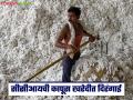 66 टक्के कापसाची एमएसपीपेक्षा कमी दराने खरेदी, सीसीआयने किती खरेदी केली, कुठलं राज्य टॉपवर? - Marathi News | Latest News kapus Kharedi 66 percent of cotton purchased at a rate below MSP | Latest agriculture News at Lokmat.com