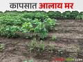 कपाशीचे झाडे अचानक जागेवर सुकू लागलीत करा हे सोपे उपाय - Marathi News | If cotton plants suddenly start drying up on the spot, do this simple solutions | Latest agriculture News at Lokmat.com