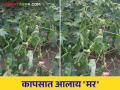 कपाशीच्या शेतामधील झाडे अचानक जागेवर सुकू लागली आहेत काय कराल उपाय - Marathi News | What to do if the plants in the cotton field are suddenly drying up on the spot | Latest agriculture News at Lokmat.com