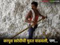 कापूस खरेदीला मुदतवाढ, प्रत्यक्षात 15 दिवस नव्हे, सात दिवसच खरेदी, काय आहे कारण?  - Marathi News | Latest news Extension of cotton procurement period, actually procurement for only seven days, not 15 days, what is the reason | Latest agriculture News at Lokmat.com