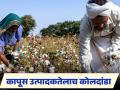 कापूस विक्रीसाठी जिल्हानिहाय विक्री मर्यादा ठरवली, सीसीआयची अट, वाचा सविस्तर  - Marathi News | Latest news Kapus Vikri District-wise sales limit set for cotton sale, CCI condition, read in detail | Latest agriculture News at Lokmat.com
