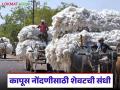 Kapus Nondani Last Date : कापूस नोंदणीसाठी शेवटची संधी; हमीभावासाठी आजच नोंदणी करा - Marathi News | latest news Kapus Nondani Last Date: Last chance for cotton registration; Register today for guaranteed price | Latest agriculture News at Lokmat.com