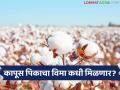 Kapus Pik Vima : कापूस पीक विमा कधी मिळणार? किती मिळणार याकडे शेतकऱ्यांचे लक्ष - Marathi News | | Latest agriculture News at Lokmat.com