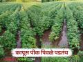 Cotton Crop Management : कापूस पिके पिवळी पडत आहेत, 'या' उपाययोजना करा, वाचा सविस्तर  - Marathi News | Latest News Kapus Farming Cotton crops are turning yellow, take these measures, read in detail | Latest agriculture News at Lokmat.com
