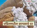 चालू एप्रिल महिन्यात कापसाला कसे दर मिळतील, हमीभाव ओलांडणार का? वाचा सविस्तर  - Marathi News | Latest News Cotton market prices for cotton in the current month of April 2026 Read in detail | Latest agriculture News at Lokmat.com