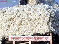 Cotton Market : ऑक्टोबर ते डिसेंबर 2025 मध्ये कापसाला काय भाव मिळणार? वाचा सविस्तर  - Marathi News | Latest News Kapus bajarbhav how was Cotton Market from October to December 2025 Read in detail | Latest agriculture News at Lokmat.com
