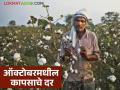 Kapus Market : या ऑक्टोबर महिन्यात कापसाला कसे दर मिळतील, वाचा सविस्तर  - Marathi News | Latest news Kapus Market Read in detail how cotton prices will be available October 2025 | Latest agriculture News at Lokmat.com