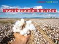 Cotton Market : कापूस बाजारात 50 ते 100 रुपयांनी घसरण सुरूच, वाचा साप्ताहिक बाजारभाव - Marathi News | Latest News Cotton market continues to fall by Rs 50-100, read weekly market prices | Latest agriculture News at Lokmat.com