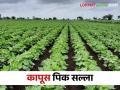 कापूस पिकातील रसशोषक किडींचा असा करा बंदोबस्त - Marathi News | How to Control sucking pest in cotton crop | Latest agriculture News at Lokmat.com