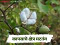 राज्यात कापसाचं उत्पादन घटलं, 'ही' आहेत दोन प्रमुख कारणे, वाचा सविस्तर  - Marathi News | Latest News Cotton cultivation in Maharashtra has decreased by approximately 4 lakh hectares in four years | Latest agriculture News at Lokmat.com