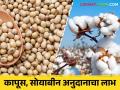 Soybean Kapus Anudan : राज्यात ६५ लाख खातेदारांच्या खात्यावर सोयाबीन, कापूस पिकाचे अनुदान जमा - Marathi News | Soybean Kapus Anudan : Soybean, cotton subsidy deposited in the account of 65 lakh account holders in the state | Latest agriculture News at Lokmat.com