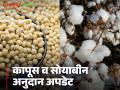 Kapus Soybean Anudan : कापूस व सोयाबीन अनुदान न मिळालेल्या शेतकऱ्यांसाठी हा मोठा निर्णय; वाचा सविस्तर - Marathi News | Kapus Soybean Anudan : This is a big decision for farmers who did not get cotton and soybean subsidy; Read in detail | Latest agriculture News at Lokmat.com