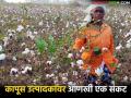 अमेरिका-बांगलादेशचा नवा व्यापार करार कापूस उत्पादकांच्या मानगुटीवर, काय परिणाम होईल?  - Marathi News | Latest News Impact of the new US-Bangladesh trade agreement on the cotton market | Latest agriculture News at Lokmat.com