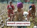Kapus Lagvad : मागील आठ वर्षात कापसाची लागवड कशी राहिली? जाणून घ्या सविस्तर  - Marathi News | latest News Kapus Lagvad How has cotton cultivation been in last eight years read in detail | Latest agriculture News at Lokmat.com