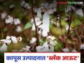 कापूस उत्पादनात 35 टक्क्यांची घट होण्याचा अंदाज, तुमच्या जिल्ह्यात काय परिस्थिती?  - Marathi News | Latest News Kapus Utpdan Cotton production is expected to decline by 35 percent | Latest agriculture News at Lokmat.com