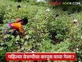 Kapus Kharedi : अतिवृष्टीचा फटका! शेतकऱ्यांचा काळवंडलेला कापूस आणि सरकारचा हमीभाव कागदावरच - Marathi News | latest news Kapus Kharedi: Heavy rains hit! Farmers' blackened cotton and the government's guaranteed price is only on paper | Latest agriculture News at Lokmat.com